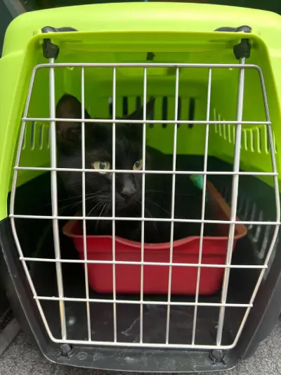 перевезення кота